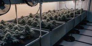 How to Grow royal cbg auto: A Step-by-Step Guide