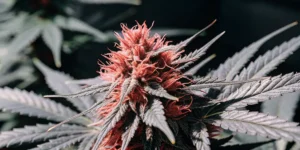 How to Grow Cosmos F1 CBD: A Step-by-Step Guide
