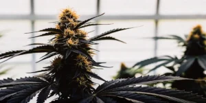 How to Grow Royal Highness CBD: A Step-by-Step Guide