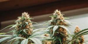 How to Grow fast eddy cbd auto: A Step-by-Step Guide