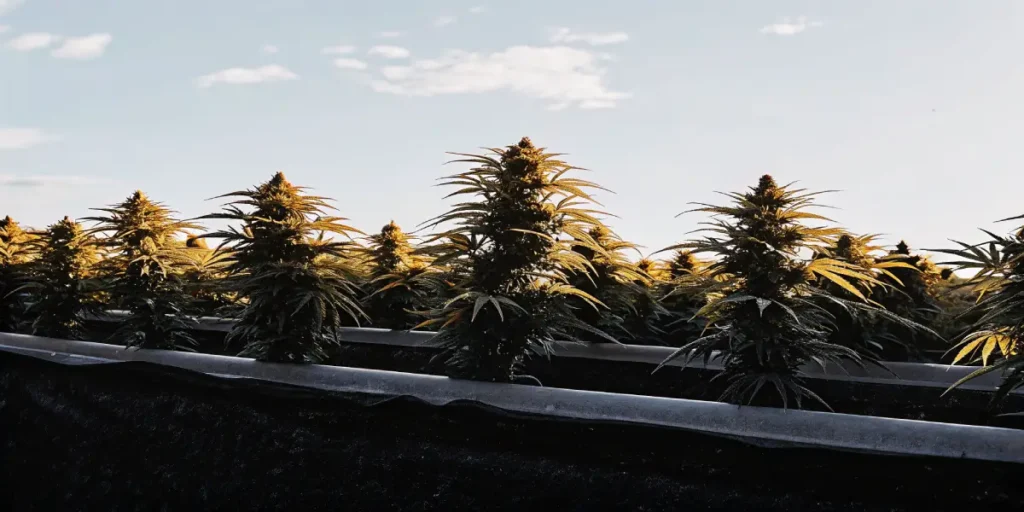 Hyper-realistic scene of Euphoria CBD cannabis plants with golden leaves growing in rows with dark ground covers, under a cloudy sky.