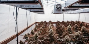 How to Grow Royal Medic CBD: A Step-by-Step Guide