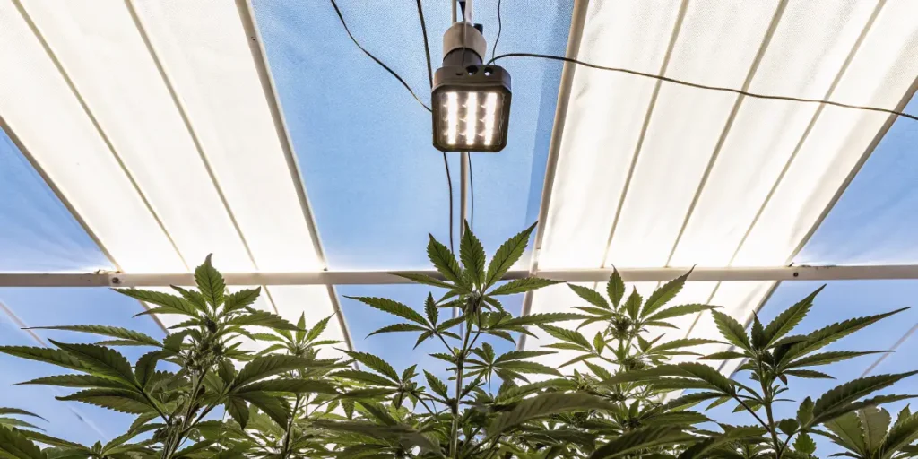 How to Grow Shiskaberry: A Step-by-Step Guide