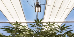 How to Grow Shiskaberry: A Step-by-Step Guide