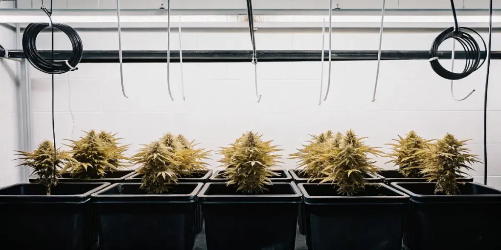 Hyper-realistic image of a state-of-the-art indoor cannabis grow room with rows of harvested cannabis plants in black pots, and overhead equipment.