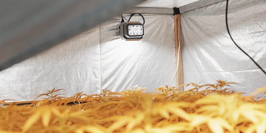 Hyper-realistic image of golden-hued cannabis plants thriving under a bright overhead grow light in a reflective grow tent.
