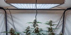 How to Grow Dance World CBD: A Step-by-Step Guide