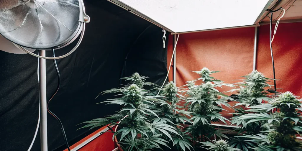 How to Grow Royal Haze Auto: A Step-by-Step Guide