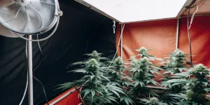 How to Grow Royal Haze Auto: A Step-by-Step Guide