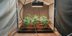 How to Grow Solomatic CBD Auto: A Step-by-Step Guide