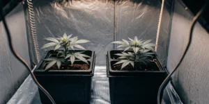 How to Grow Auto Cinderella Jack: A Step-by-Step Guide