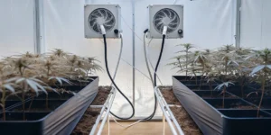How to Grow Stress Killer CBD Auto: A Step-by-Step Guide