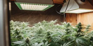 How to Grow royal cbdv auto: A Step-by-Step Guide