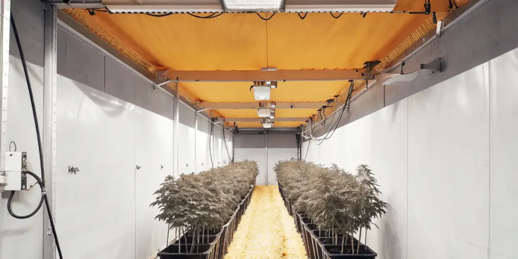 Ultra-realistic indoor cannabis grow room with rows of plants in black pots, with an orange ceiling and central aisle.