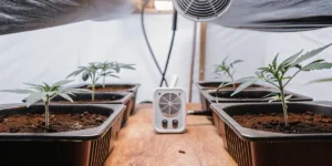 How to Grow Medical Mass CBD: A Step-by-Step Guide