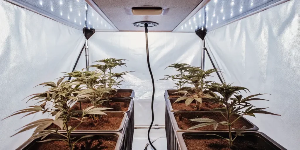 Highly detailed and organized indoor cannabis grow room with rows of potted plants under bright LED lights, showing a central drain system.