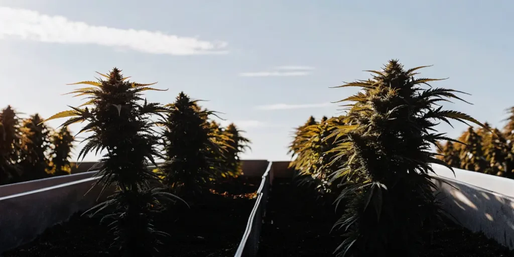Detailed outdoor garden setup with rows of tall cannabis plants in grey raised beds under a bright sky, stretching into the distance.