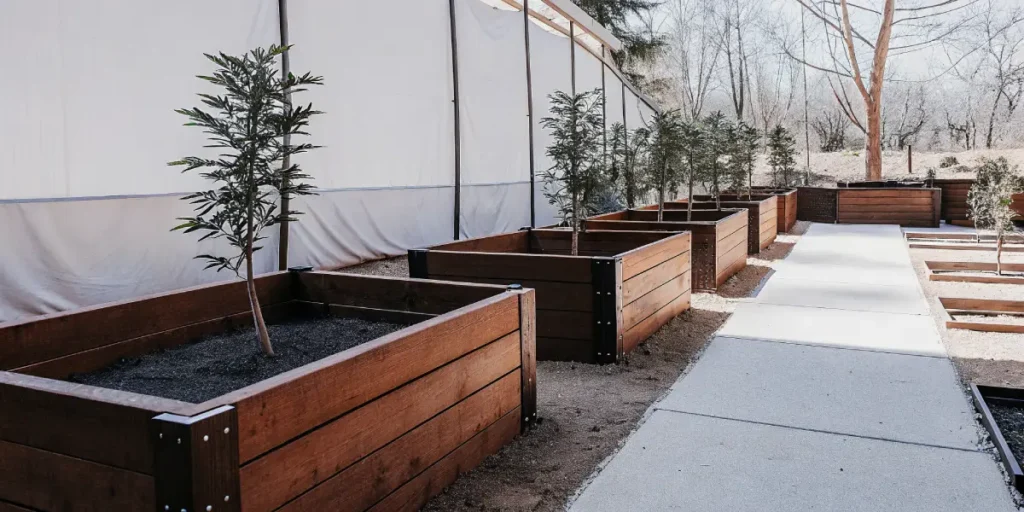 Serene outdoor garden with rows of empty wooden raised beds and small trees, with a concrete path and white privacy fence.