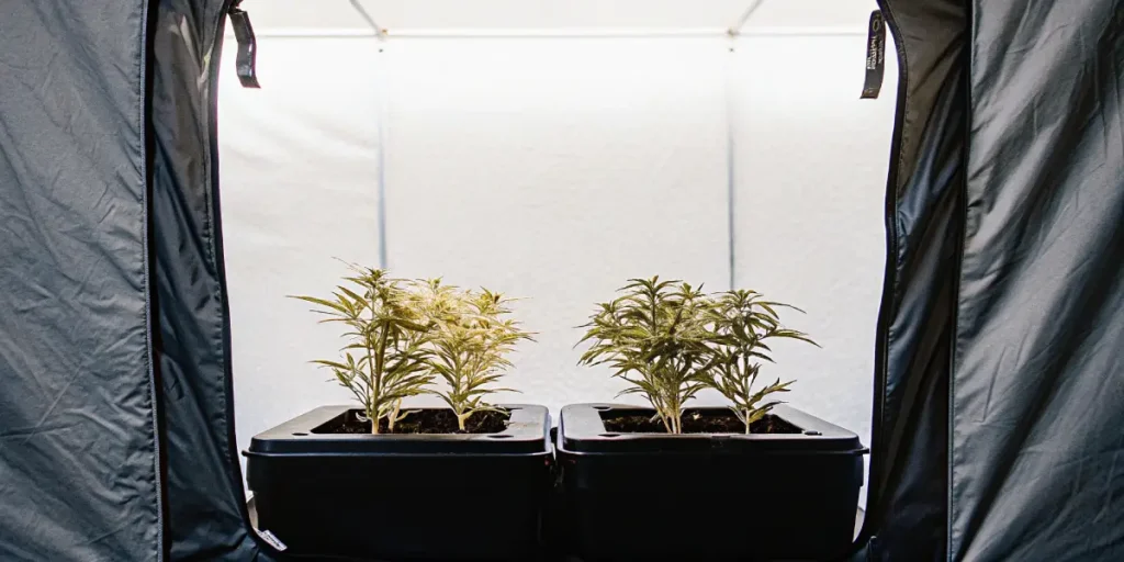 Hyper-realistic image of two potted cannabis plants with light green leaves inside an open grow tent with white reflective walls.
