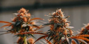 How to Grow Tatanka Pure CBD: A Step-by-Step Guide