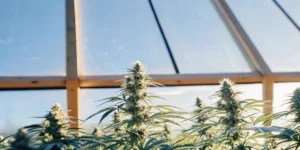 DLI for Autoflowers: A Deep Dive