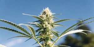 Best Bubba Strains