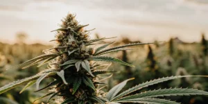 White Weed Strains