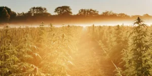 When is the Best Time to Plant Weed