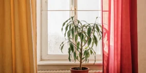 Low Humidity Leaf Curl: Causes and Solutions