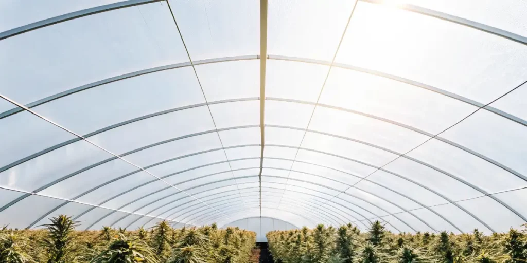 PPFD for Autoflowers: Optimizing Growth and Yield