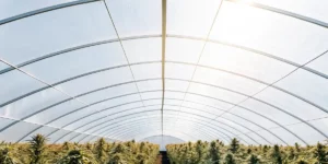 PPFD for Autoflowers: Optimizing Growth and Yield