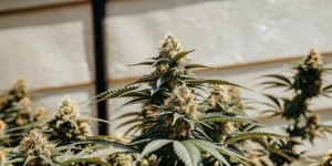 What Are OG Weed Strains