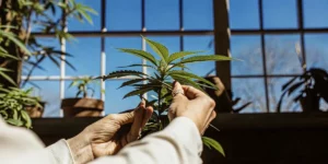 When to Defoliate Autoflowers