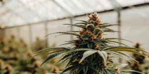 Unique Weed Strains on Anaheim