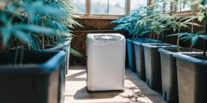 Best Dehumidifier for Grow Room