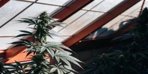 Can You Top Autoflowers?