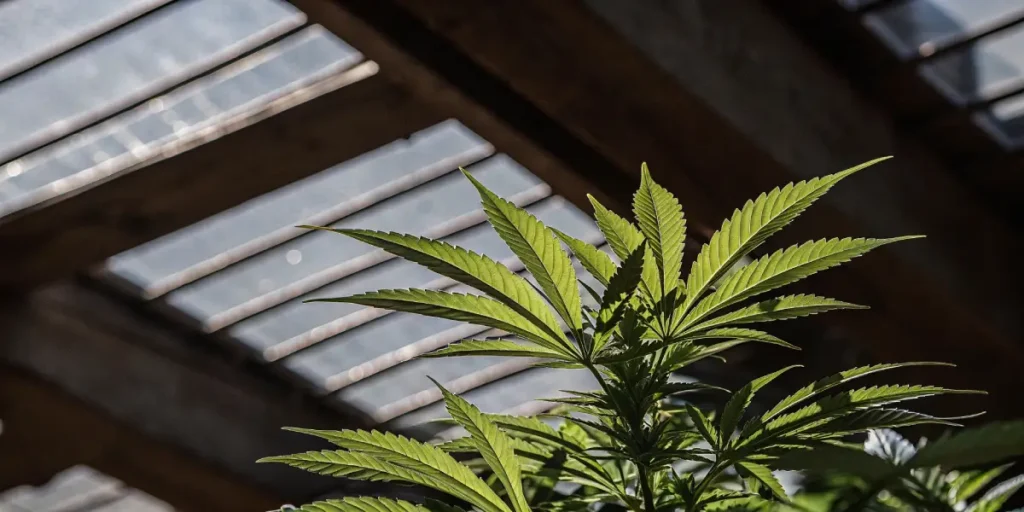 Close-up of a vibrant green cannabis leaf, backlit by sunlight through a structured greenhouse roof.