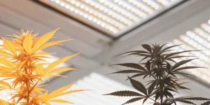 Autoflower 12/12 vs 18/6: The Light Schedule Debate