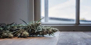Do Trichomes Mature After Harvest?