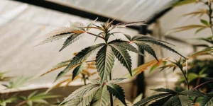 Phosphorus Deficiency Cannabis: Causes and Solutions