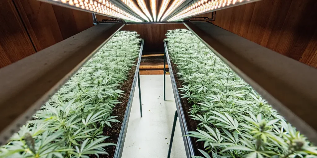 Overhead view of multiple plant rows illuminated by artificial grow lights in an indoor setting.