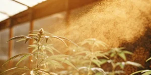 How to Collect Cannabis Pollen