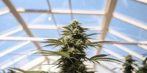 Mastering the Autoflower VPD Chart for Better Yields
