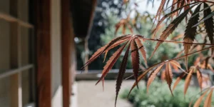 Pot Leaves Turning Brown: Causes, Fixes, and Prevention