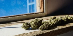 Mixed Light Weed: What You Need to Know