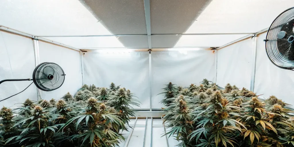 Indoor grow tent with multiple Blue Auto Mazar cannabis plants under LED lighting.