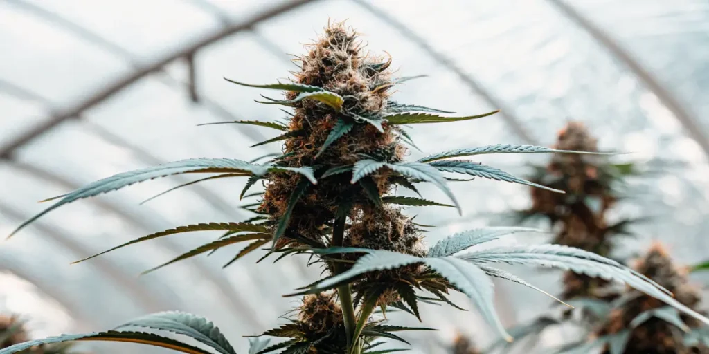 Detailed close-up of a cannabis bud growing inside a greenhouse with natural lighting