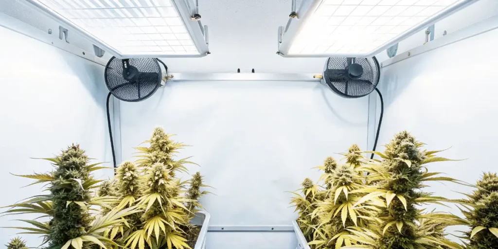Cannabis plants growing indoors under white LED lighting.