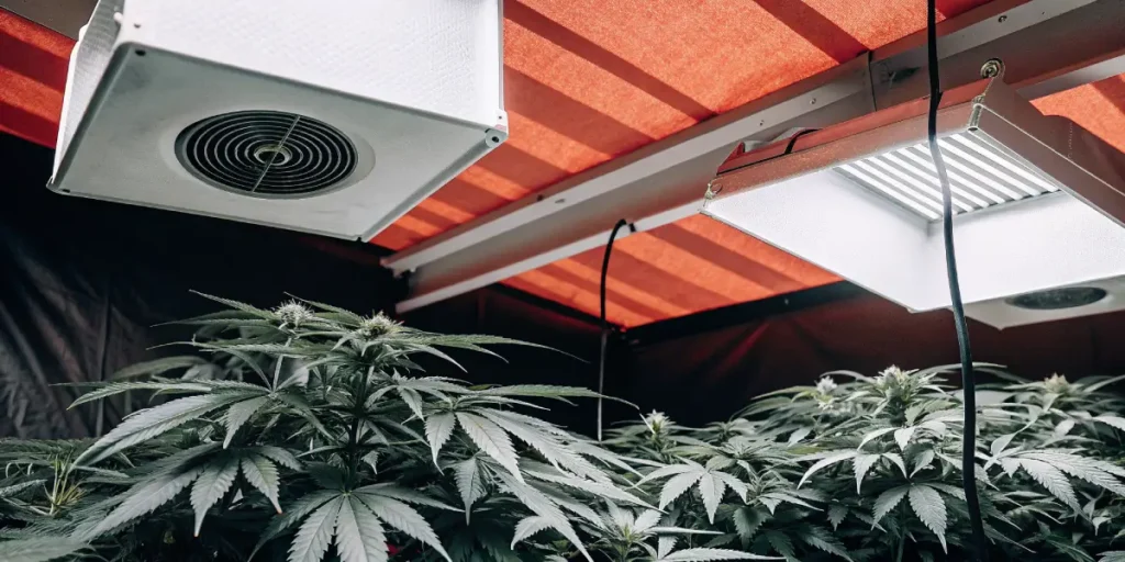 Cannabis grow room with ventilation fans and LED grow lights