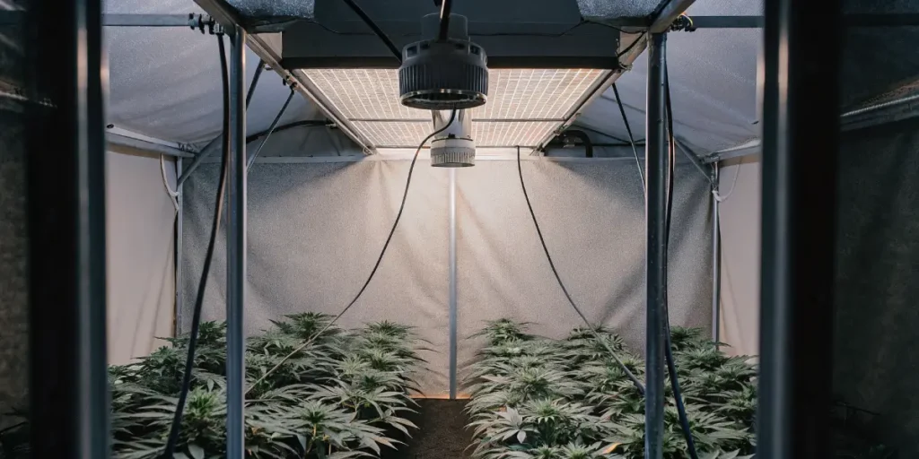 Indoor cannabis grow tent with LED panel lighting and healthy green plants